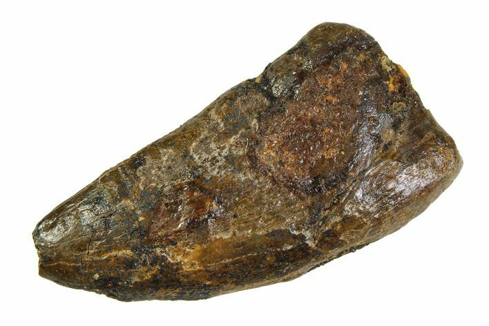 Bargain, Tyrannosaur (Nanotyrannus) Tooth - Montana #350750